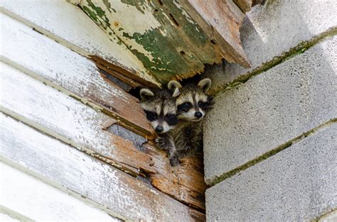 Raccoon in attic. Things To Know About Raccoon in attic. 